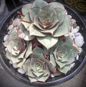 Tohum Dünyam 10 Adet Echeveria Longissima Succulent Tohumu - 2