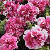 Tohum Dünyam 10 Adet Petunia Pirouette Mix Tohumu - 3