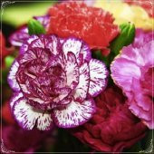 Tohum Dünyam 10 Adet Dianthus Heddewigii Gaiety Tohumu - 1