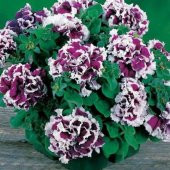 Tohum Dünyam 10 Adet Petunia Pirouette Mix Tohumu - 4