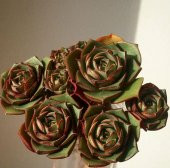 Tohum Dünyam 10 Adet Echeveria Longissima Succulent Tohumu - 4