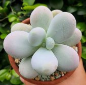 Tohum Dünyam 10 Adet Pachyphytum Oviferum Succulent Tohumu thumbnail 2