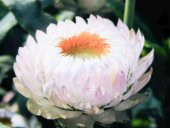 Tohum Dünyam 5 Adet Monster Tall White Strawflower Tohumu - 1