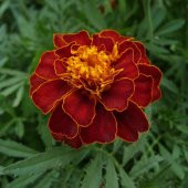 Tohum Dünyam 5 Adet Natural French Marigold Carmen Tohumu - 4