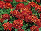 Tohum Dünyam 5 Adet Natural French Marigold Carmen Tohumu - 5