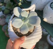 Tohum Dünyam 10 Adet Pachyphytum Oviferum Succulent Tohumu thumbnail 4