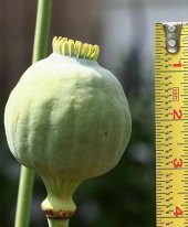 Tohum Dünyam 5 Adet Giganthemum Poppy Tohumu - 5