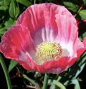 Tohum Dünyam 5 Adet Giganthemum Poppy Tohumu - 6