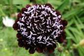 Tohum Dünyam 5 Adet Mourning Bridge Scabiosa Day & Night Mix Tohumu - 1
