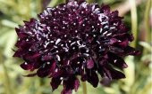 Tohum Dünyam 5 Adet Mourning Bridge Scabiosa Day & Night Mix Tohumu - 2