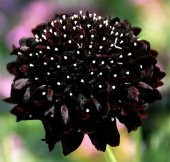 Tohum Dünyam 5 Adet Mourning Bridge Scabiosa Day & Night Mix Tohumu - 3
