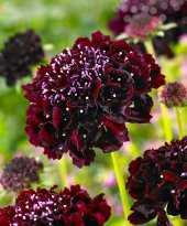 Tohum Dünyam 5 Adet Mourning Bridge Scabiosa Day & Night Mix Tohumu - 5