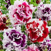 Tohum Dünyam 10 Adet Petunia Pirouette Mix Tohumu - 1