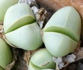 Tohum Dünyam 10 Adet Argyroderma mix Succulent Tohumu - 1