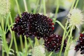 Tohum Dünyam 5 Adet Mourning Bridge Scabiosa Day & Night Mix Tohumu - 6