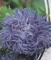 Tohum Dünyam 10 Adet Natural Aster Angora Tohumu thumbnail 1