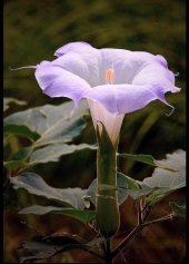 Tohum Dünyam 5 Adet Sacred Fragrant Moon Tohumu - 1
