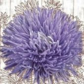 Tohum Dünyam 10 Adet Natural Aster Angora Tohumu thumbnail 2