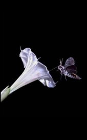 Tohum Dünyam 5 Adet Sacred Fragrant Moon Tohumu - 2