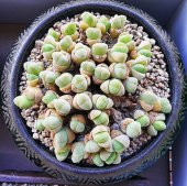 Tohum Dünyam 10 Adet Vanheerdea Divergens Succulent Tohumu thumbnail 1