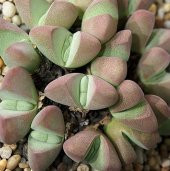 Tohum Dünyam 10 Adet Ihlenfeldtia Vanzylii Succulent Tohumu - 2