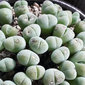 Tohum Dünyam 10 Adet Vanheerdea Divergens Succulent Tohumu thumbnail 2