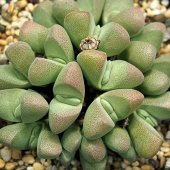 Tohum Dünyam 10 Adet Ihlenfeldtia Vanzylii Succulent Tohumu - 3