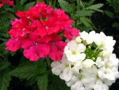 Tohum Dünyam 20 Adet MIXED COLORS VERBENA Tohumu - 2