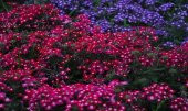 Tohum Dünyam 20 Adet MIXED COLORS VERBENA Tohumu - 3
