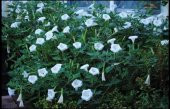 Tohum Dünyam 5 Adet Sacred Fragrant Moon Tohumu - 3