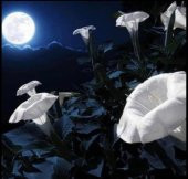 Tohum Dünyam 5 Adet Sacred Fragrant Moon Tohumu - 4