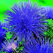 Tohum Dünyam 10 Adet Natural Aster Angora Tohumu thumbnail 5