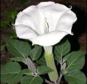 Tohum Dünyam 5 Adet Sacred Fragrant Moon Tohumu - 5