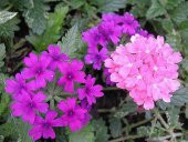 Tohum Dünyam 20 Adet MIXED COLORS VERBENA Tohumu - 4