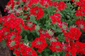 Tohum Dünyam 20 Adet MIXED COLORS VERBENA Tohumu - 5