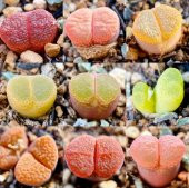 Tohum Dünyam 10 Adet MIX Ophthalmophyllum Succulent Tohumu thumbnail 1