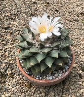 Tohum Dünyam 10 Adet Ariocarpus Furfuraceus Kaktüs Tohumu thumbnail 2