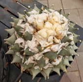 Tohum Dünyam 10 Adet Ariocarpus Furfuraceus Kaktüs Tohumu thumbnail 4