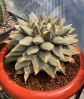 Tohum Dünyam 10 Adet Ariocarpus Furfuraceus Kaktüs Tohumu thumbnail 5