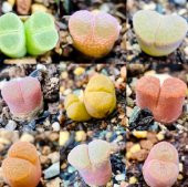 Tohum Dünyam 10 Adet MIX Ophthalmophyllum Succulent Tohumu - 3