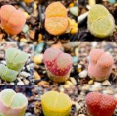 Tohum Dünyam 10 Adet MIX Ophthalmophyllum Succulent Tohumu - 4