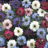 Tohum Dünyam 10 Adet Nigella Damascus Mix Tohumu - 1
