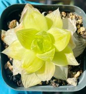 Tohum Dünyam 10 Adet Haworthia xantha gold aka Succulent Tohumu - 1