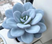 Tohum Dünyam 10 Adet Echeveria Laui Snow Lotus Succulent Tohumu - 2