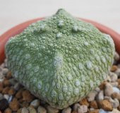 Tohum Dünyam 10 Adet Pseudolithos Cubiformis Succulent Tohumu - 1