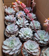 Tohum Dünyam 10 Adet Echeveria Laui Snow Lotus Succulent Tohumu - 3