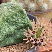 Tohum Dünyam 10 Adet Pseudolithos Cubiformis Succulent Tohumu - 2