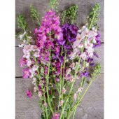 Tohum Dünyam 10 Adet Verbascum Phoenicium Mix Tohumu - 2
