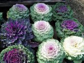 Tohum Dünyam 5 Adet Edible Cabbage Ornamental Fringed Mix Tohumu - 3