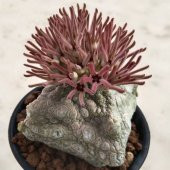 Tohum Dünyam 10 Adet Pseudolithos Cubiformis Succulent Tohumu - 3